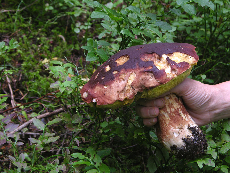 Boletus si Boletus no....